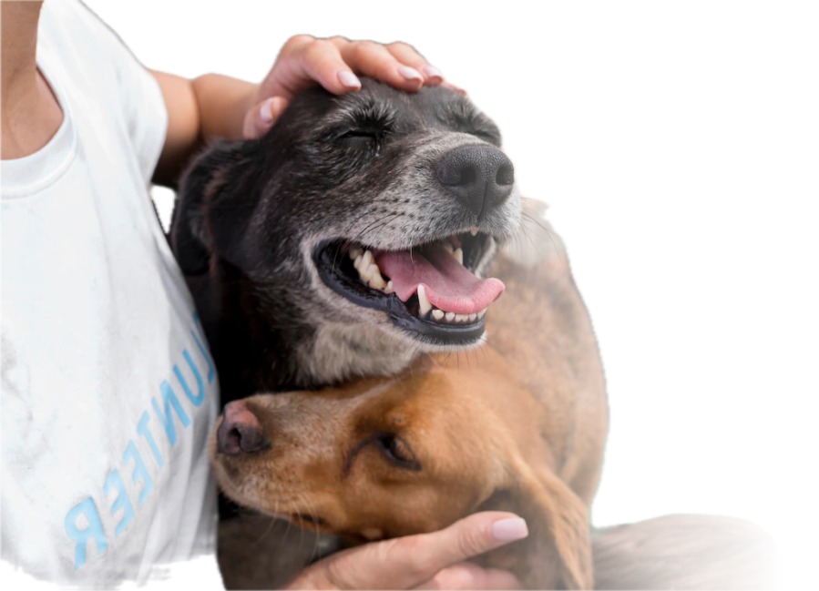 Microchip ilustrativo