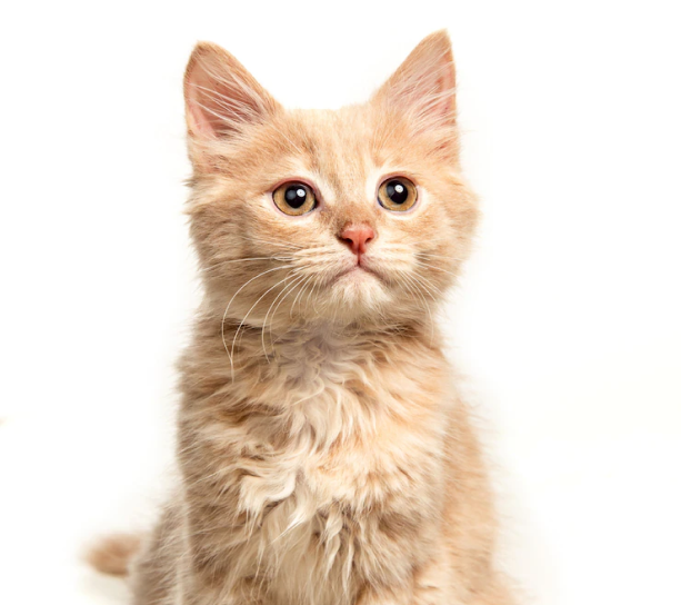 Cuidados para animais em Porto Velho